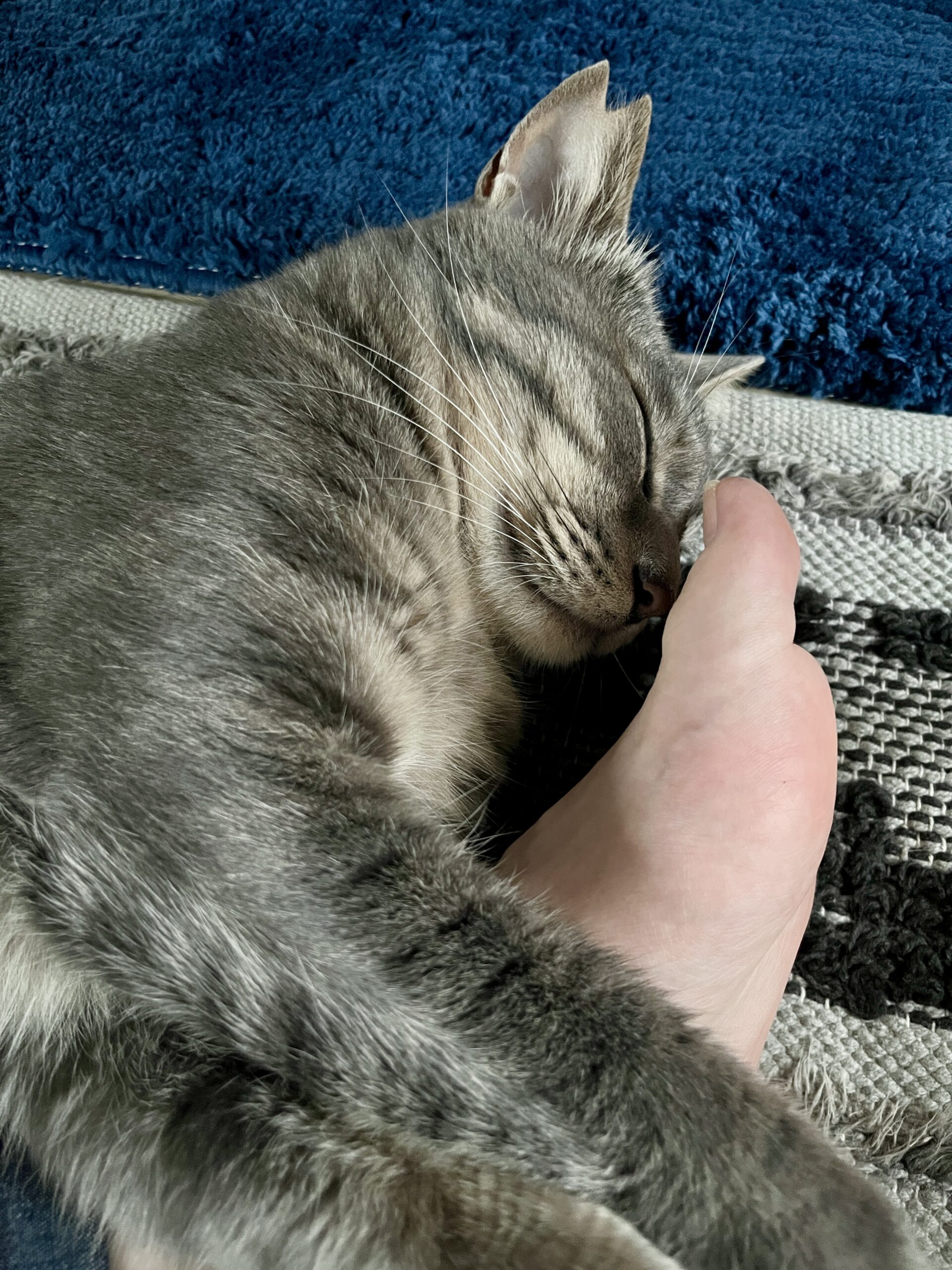 彼奴は桜猫