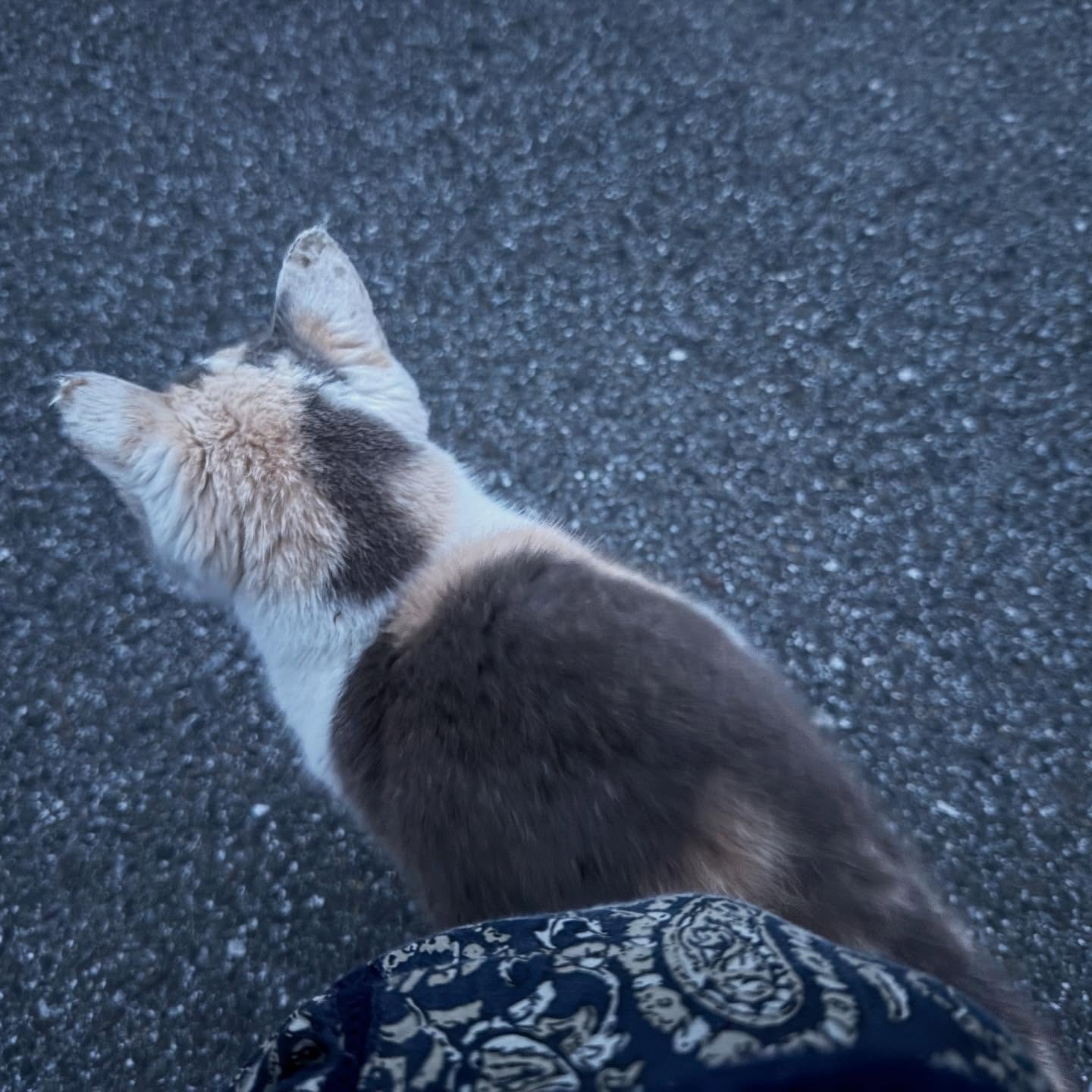 るる